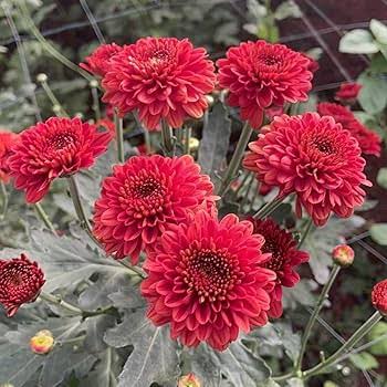 চন্দ্রমল্লিকা_img_2