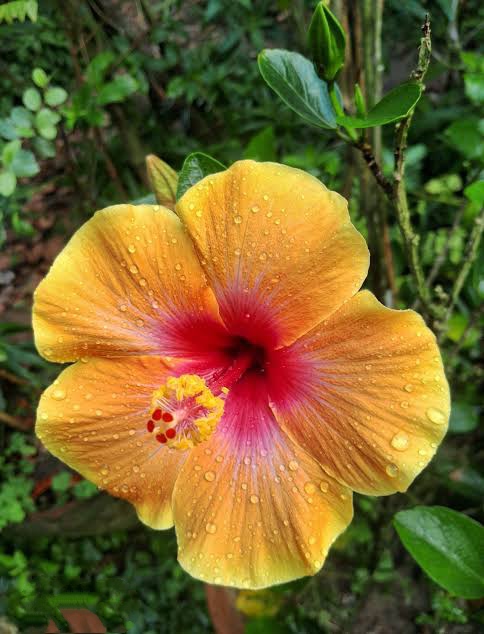 বিদেশি জবা (২ কালার)_img_3