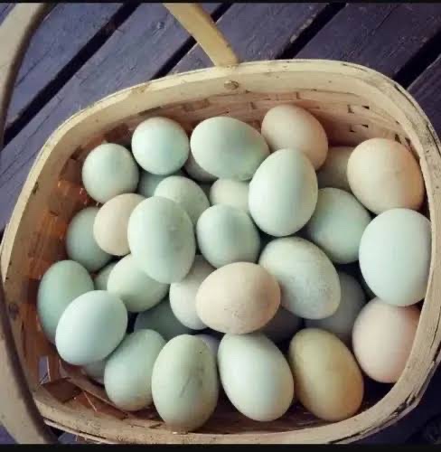 দেশী হাসের ডিম (Deshi Duck Egg)_img_2