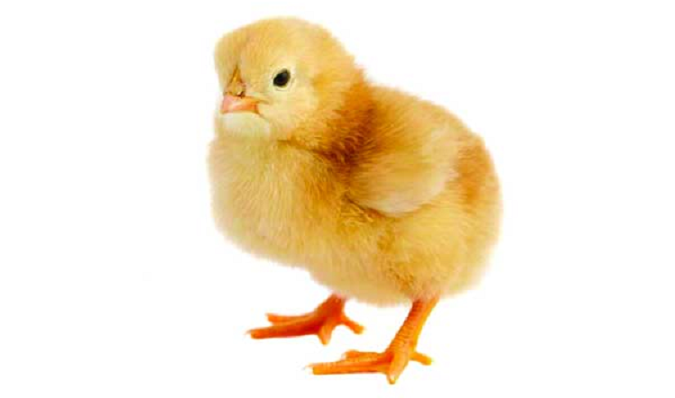 সোনালী মুরগির বাচ্চা