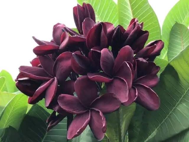 কাঠগোলাপ (৫ কালার)_img_3