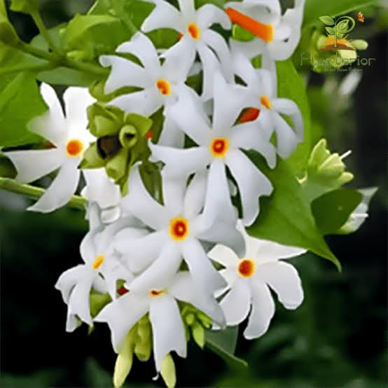 শিউলি ফুল