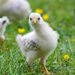 কালার বাড বাচ্চা