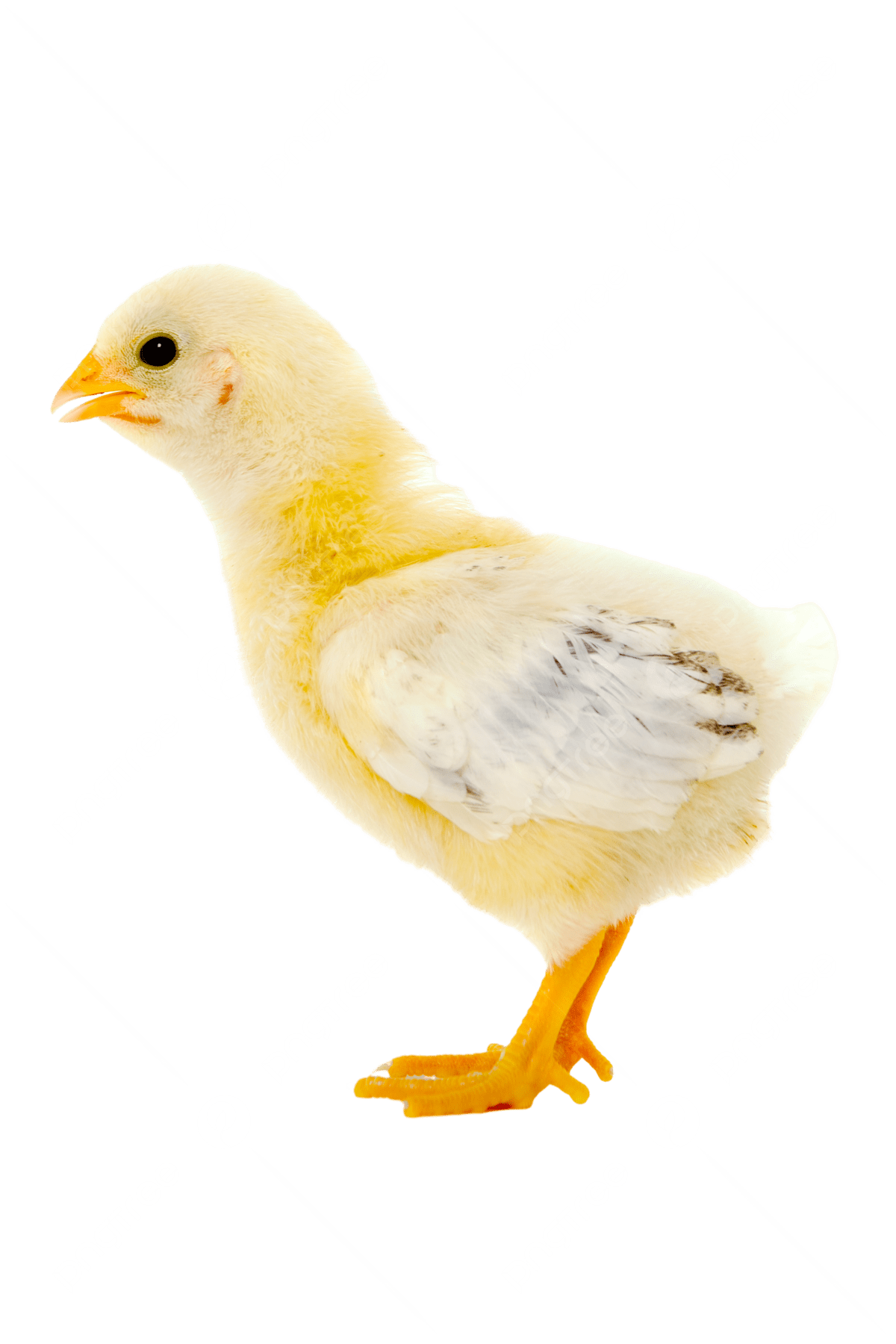 কালার বাড বাচ্চা_img_1