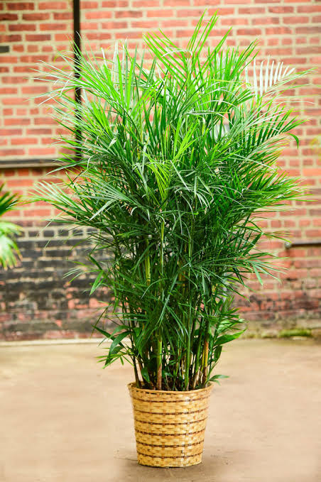 Bamboo palm (ইনডোর প্ল্যান্ট)