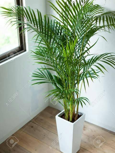 একিরাপাম (ইনডোর প্ল্যান্ট)