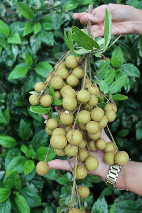 থাই লংগান_img_1