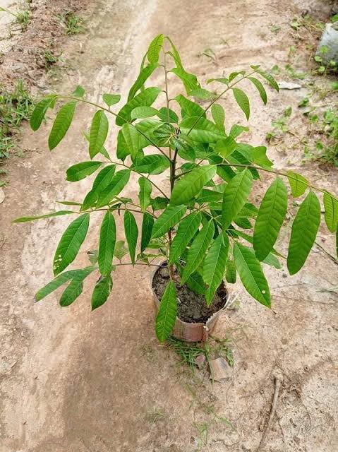 থাই লংগান_img_3