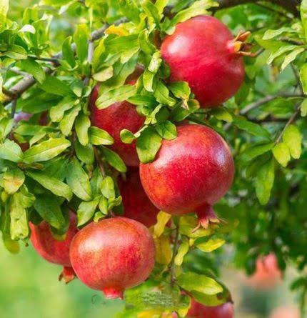 থাই আনার