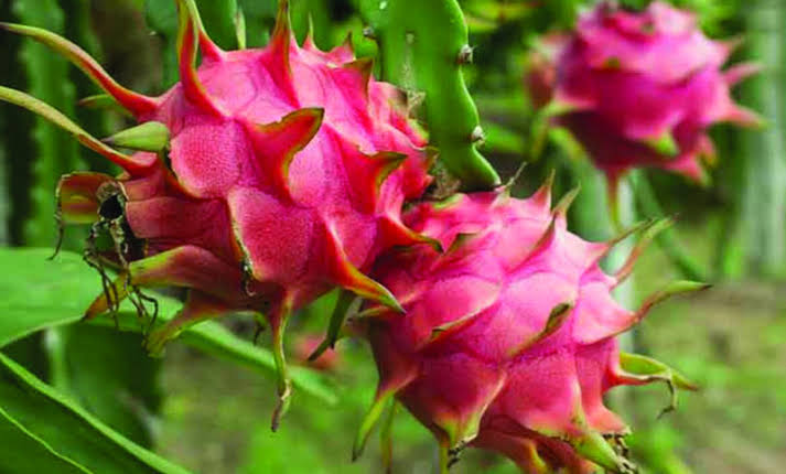 ড্রাগন_img_1