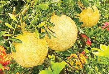 থাই কদবেল_img_1