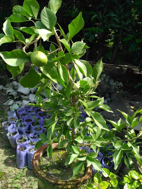 দেশি বেল_img_1