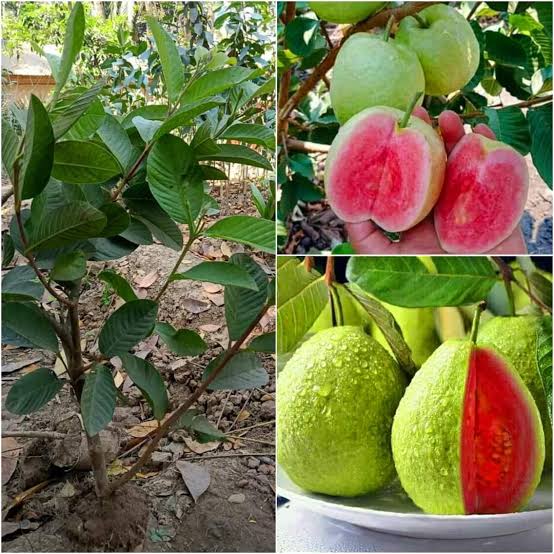 মাধবি লাল পেয়ারা