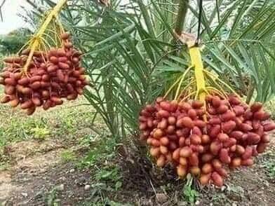 মরিয়ম খেজুর