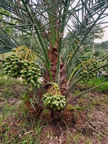 মরিয়ম খেজুর_img_1