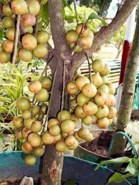 থাই লটকন_img_2