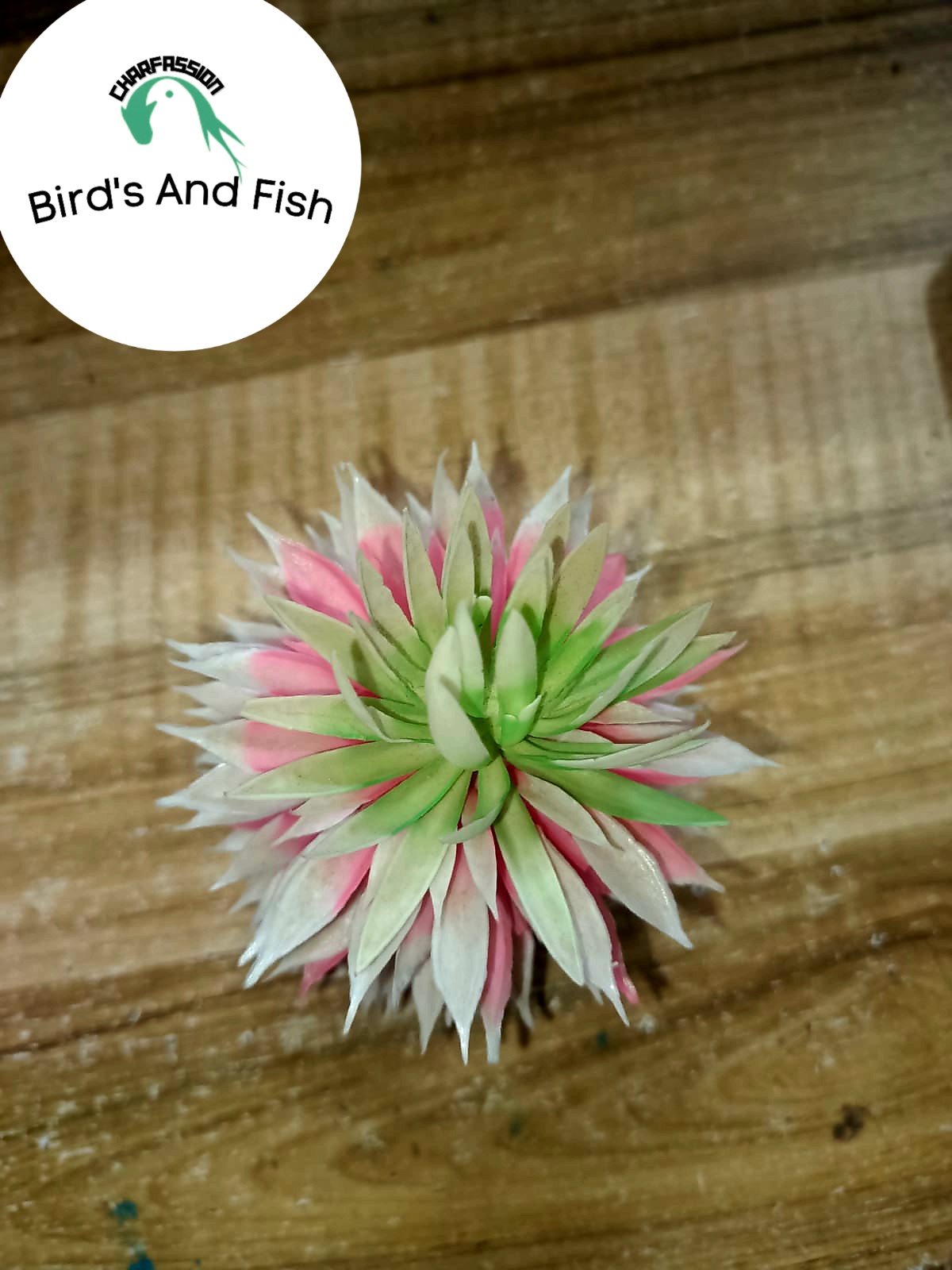 গাছ একুরিয়াম আনারস গাছ