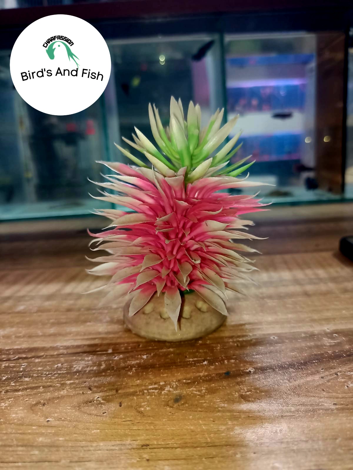 গাছ একুরিয়াম আনারস গাছ_img_1