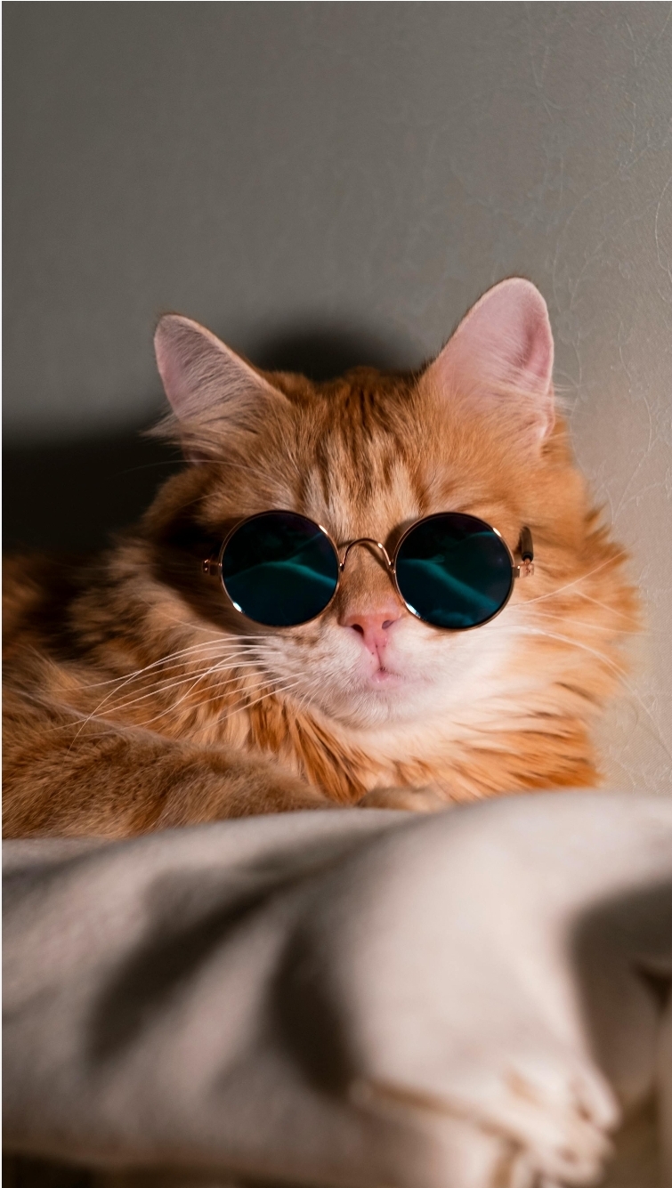 ক্যাট সান গ্লাস