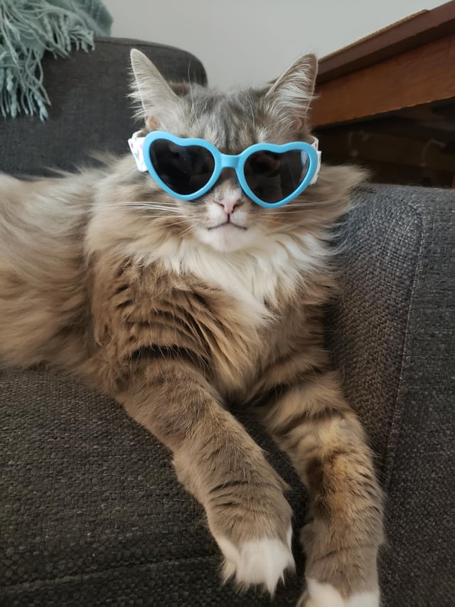 ক্যাট সান গ্লাস_img_1