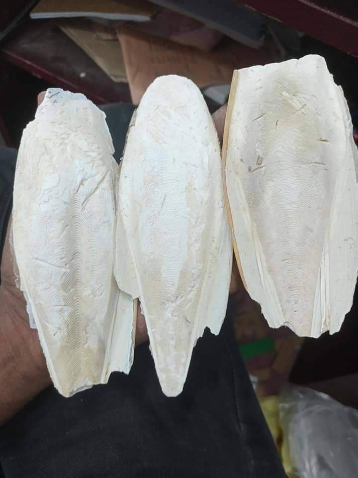 ফেনা, সামুদ্রিক ফেনা ছোট/বড়