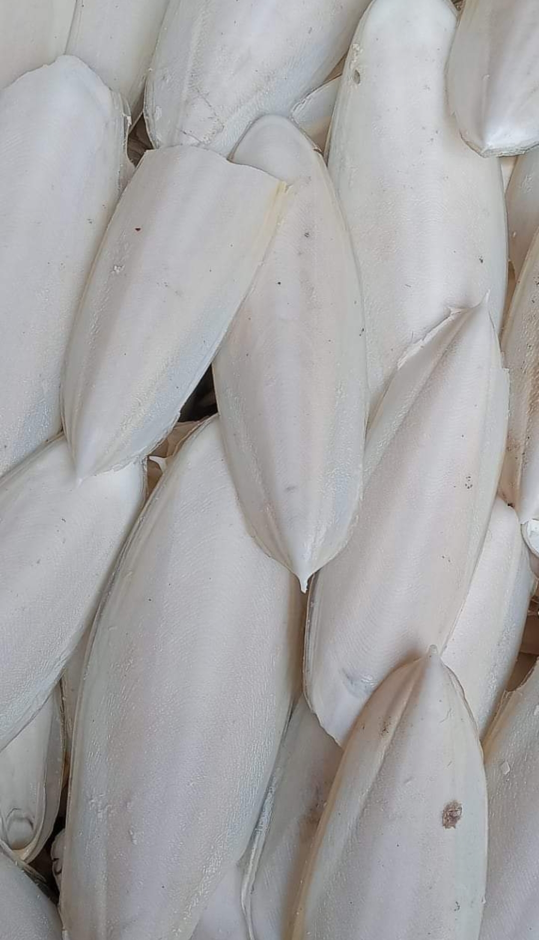 ফেনা, সামুদ্রিক ফেনা ছোট/বড়_img_1