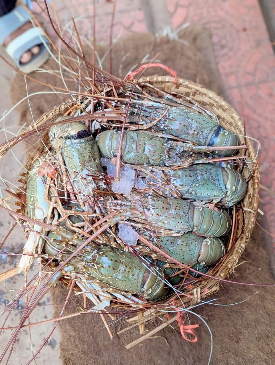 Frozen Head-On Shell Shrimps – Premium Quality_img_1