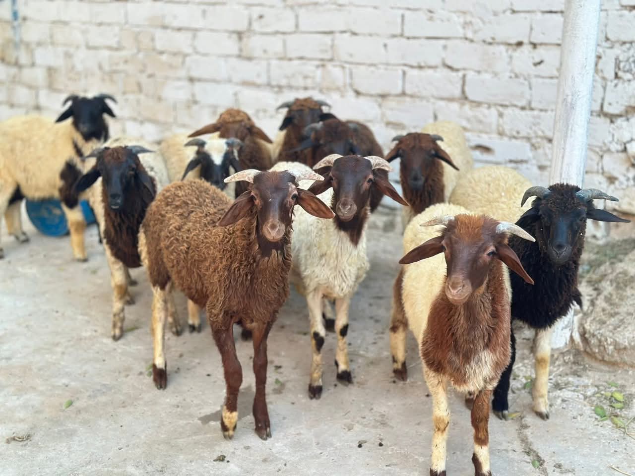 Fresh/Sheep.Meat._img_2