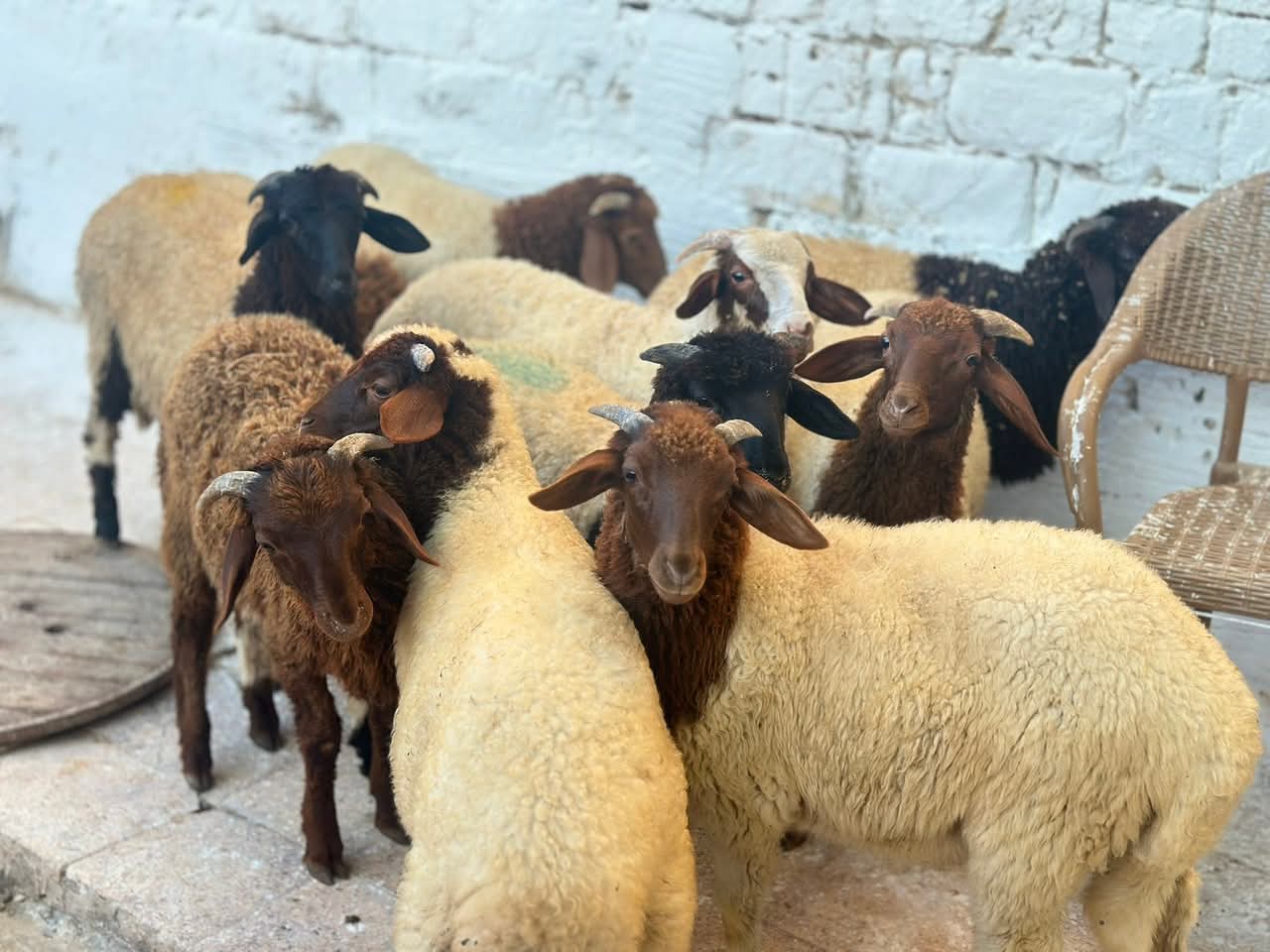 Fresh/Sheep.Meat._img_3