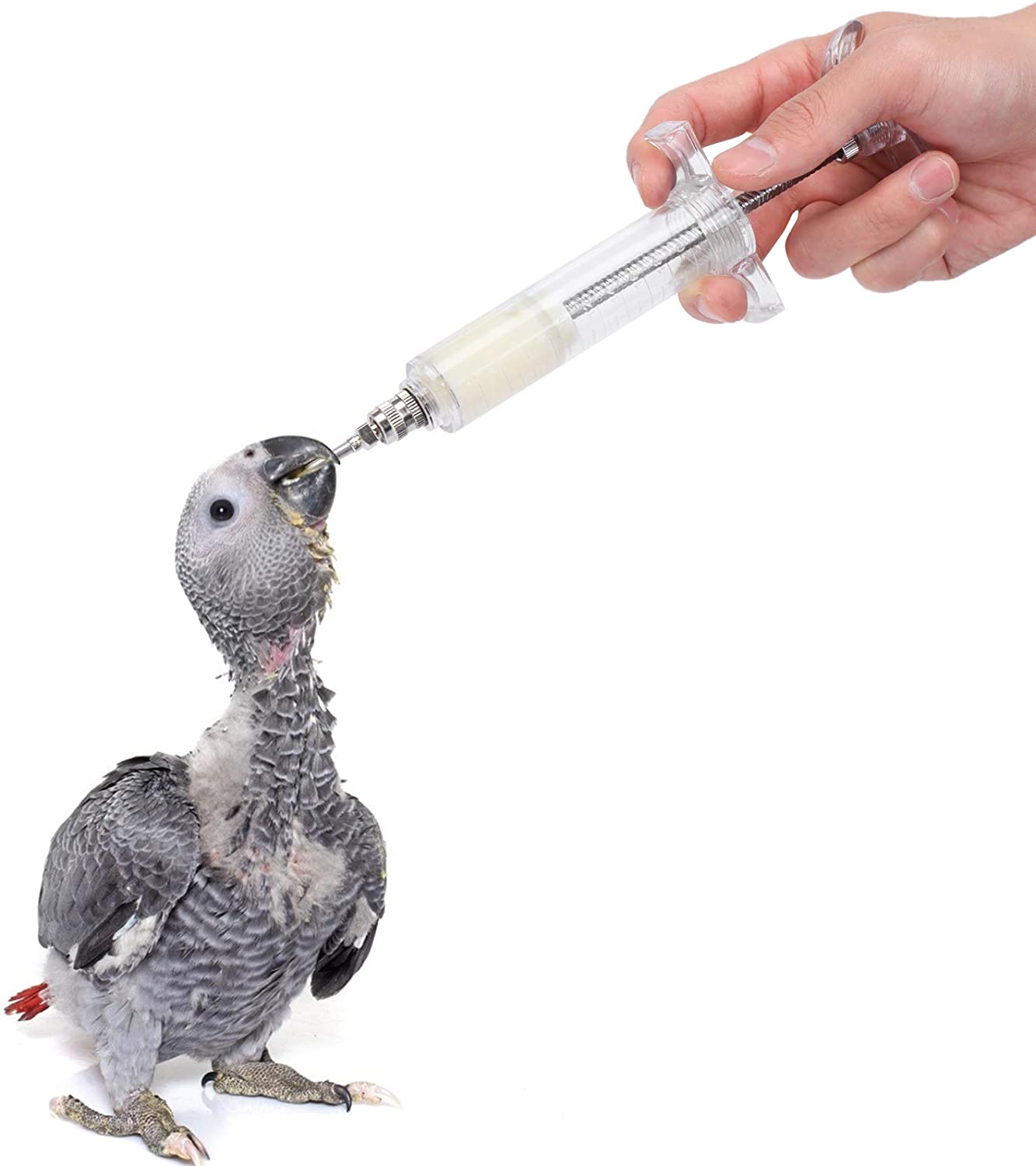 চায়না সিরিঞ্জ পাখির নিডেল সহ পিজন/পাখি_img_1