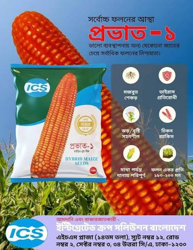 হাইব্রিড ভুট্টার বীজ প্রভাত -১ ( ৫৫ সেগমেন্ট ) । Hybrid corn seed Prabhat 1  or Povat 1 ( 55 segment )_img_1