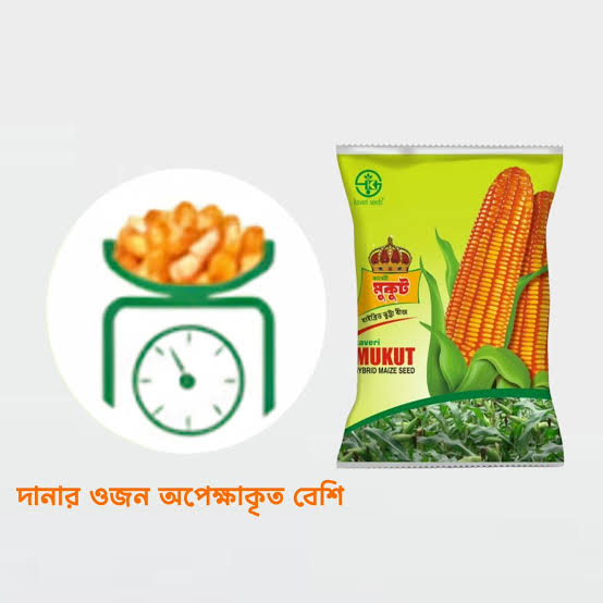 হাইব্রিড ভুট্টার বীজ মুকুট   । Hybrid corn seed   Mukut_img_0