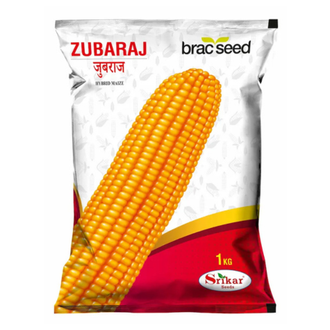 হাইব্রিড ভুট্টা যুবরাজ ।  Hybrid  Maize Zubaraj_img_0