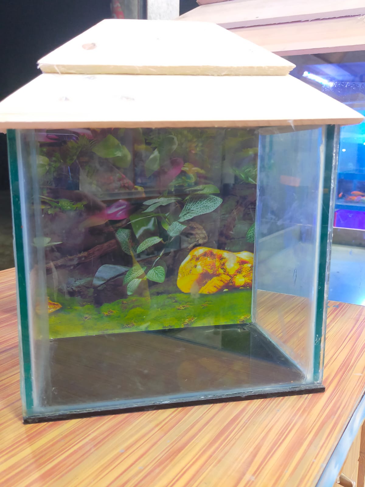 শো একুরিয়াম গ্লাস বক্সের ৮/১২_img_2
