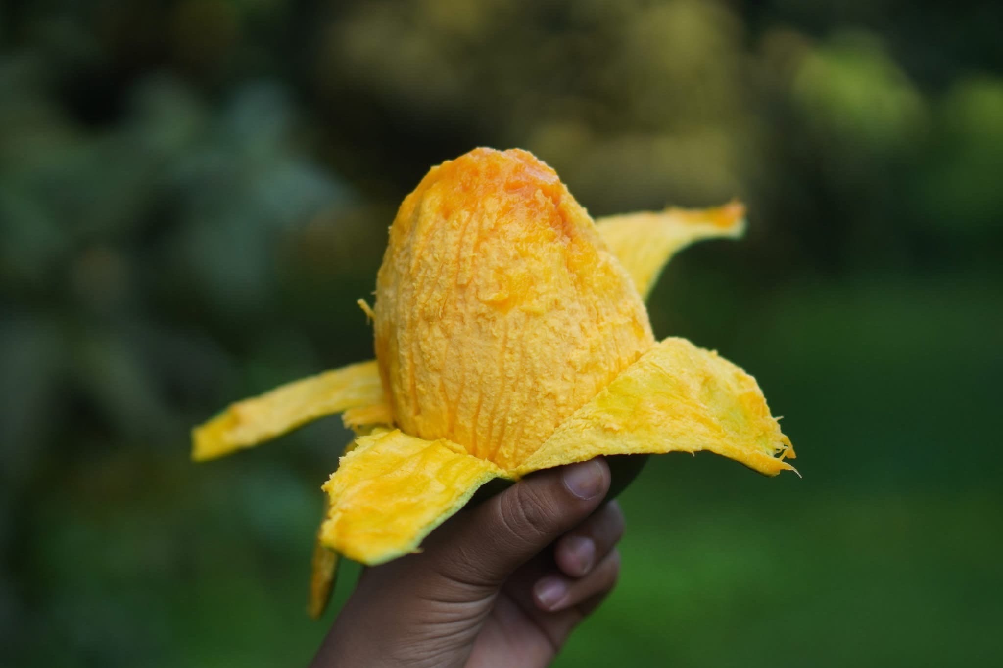 রাজশাহীর অর্গানিক ল্যাংড়া আম (Lengra Mango)_img_3