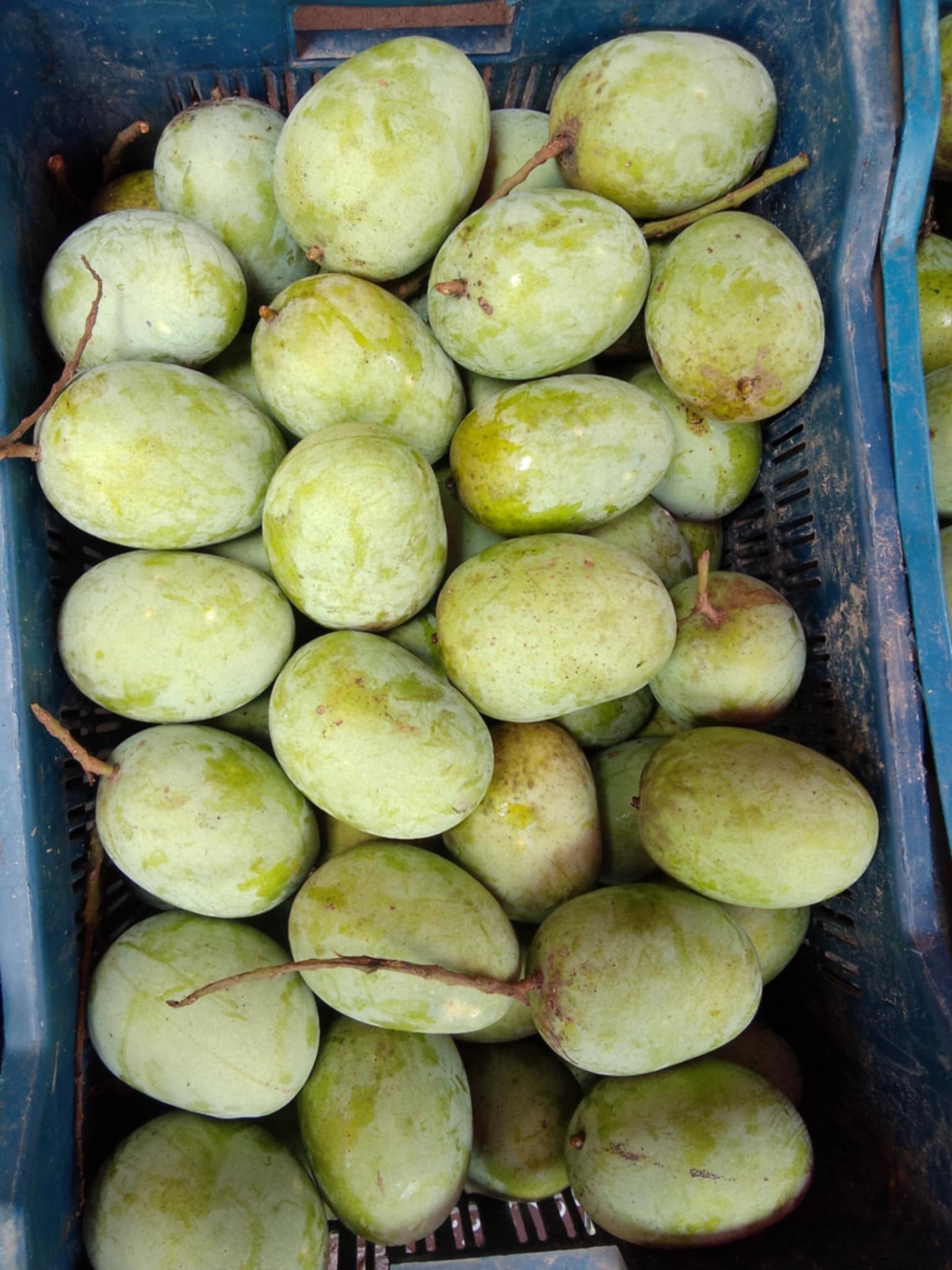 রাজশাহীর অর্গানিক ল্যাংড়া আম (Lengra Mango)_img_5