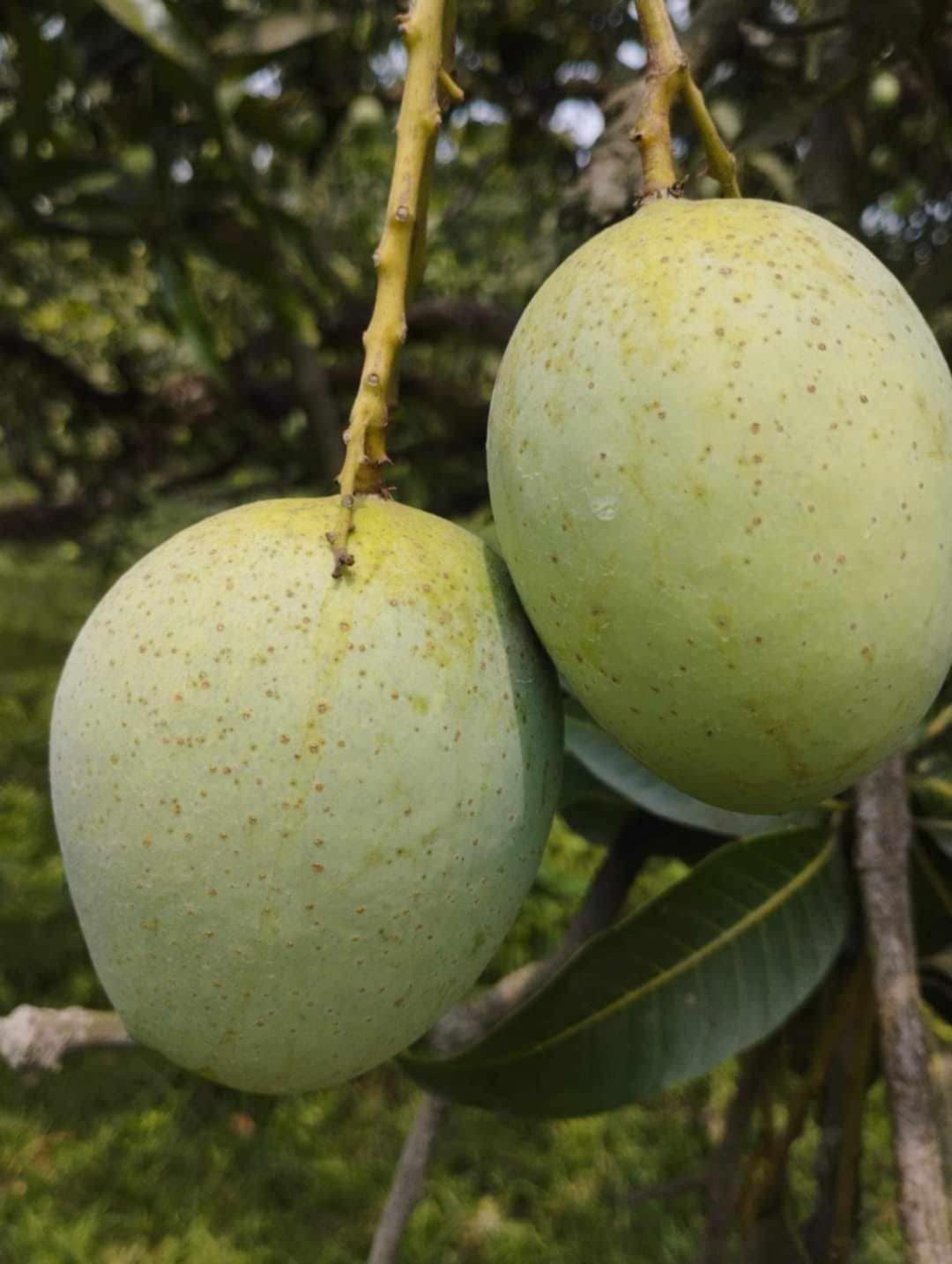 রাজশাহীর অর্গানিক ল্যাংড়া আম (Lengra Mango)_img_6