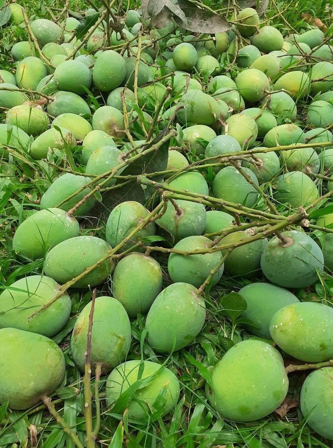 রাজশাহীর অর্গানিক ল্যাংড়া আম (Lengra Mango)_img_12