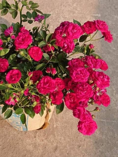 হাজারি গোলাপ