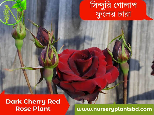 সিন্দুরি গোলাপ_img_1