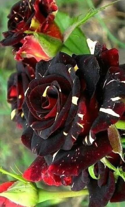 ড্রাগন গোলাপ_img_1