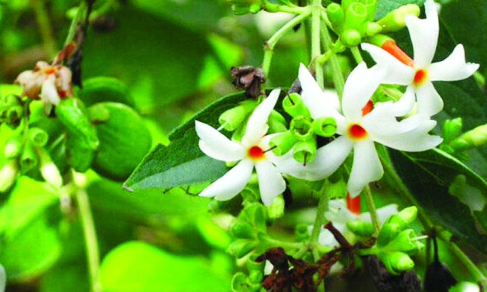 শিউলি ফুল_img_1