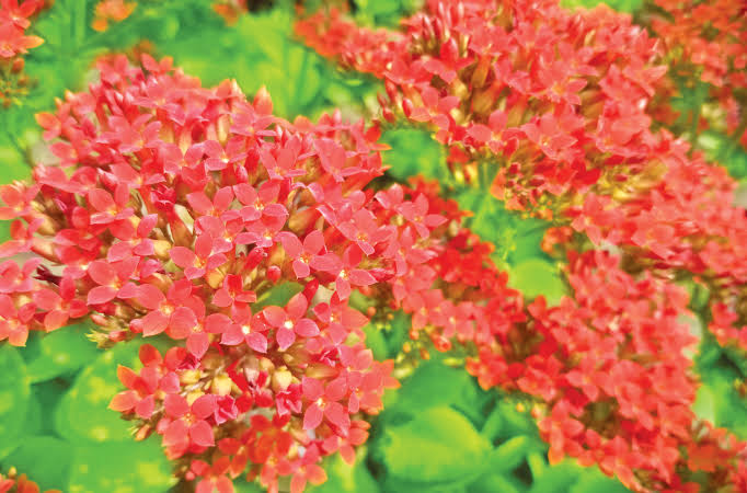 পাথরকুচি