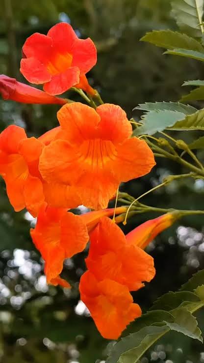 চন্দ্রপ্রভা (২ কালার)