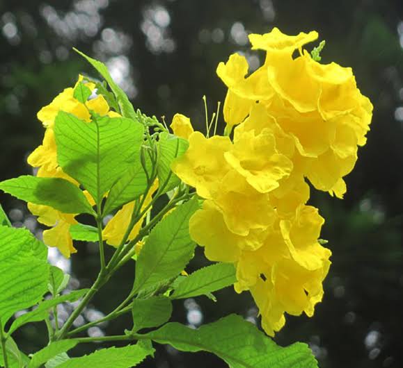 চন্দ্রপ্রভা (২ কালার)_img_1