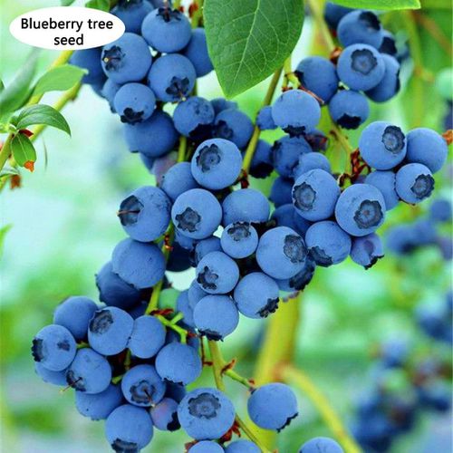 ব্লুবেরি ফল