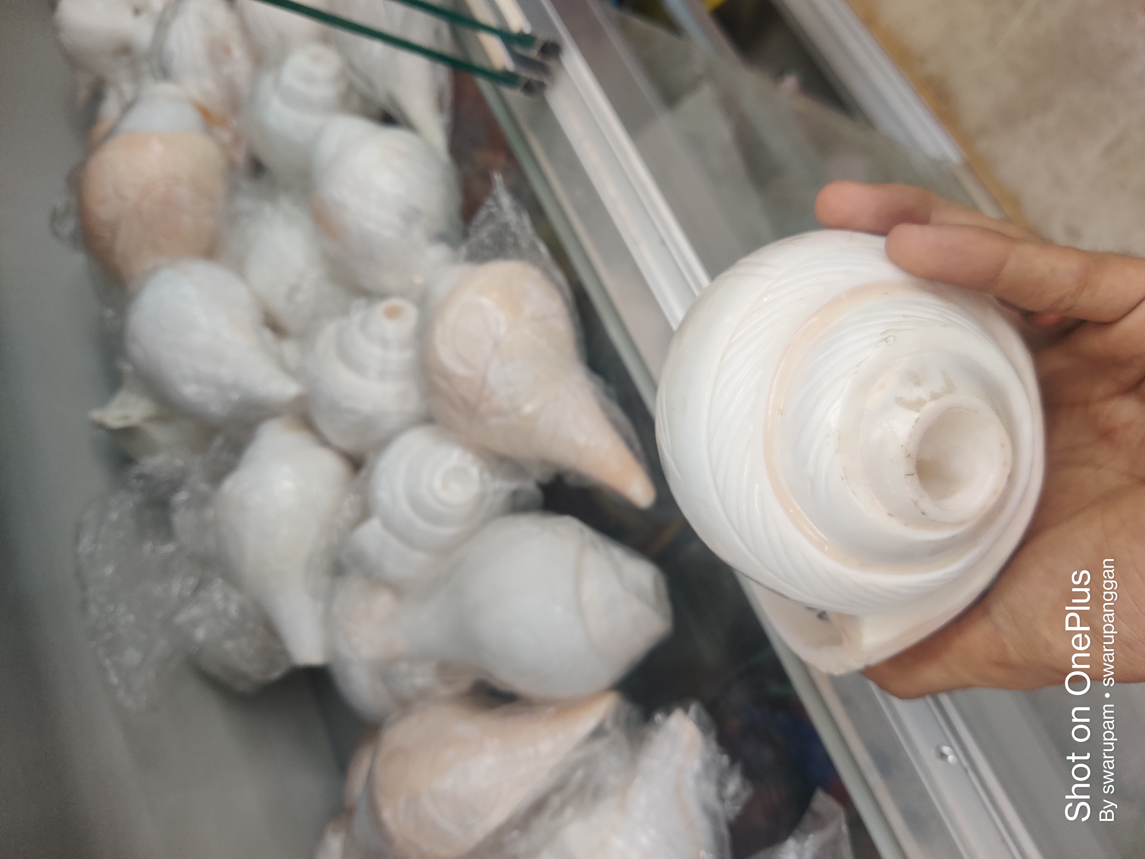 বাদ্যশঙ্খ অরিজিনাল - Image 1