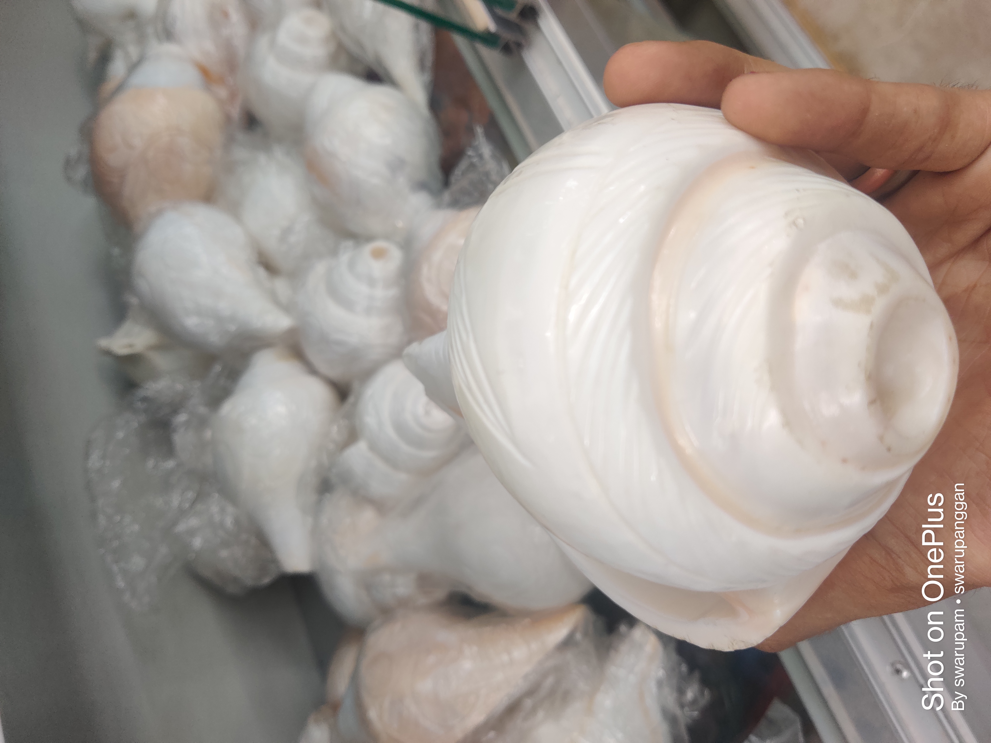 বাদ্যশঙ্খ অরিজিনাল - Image 2