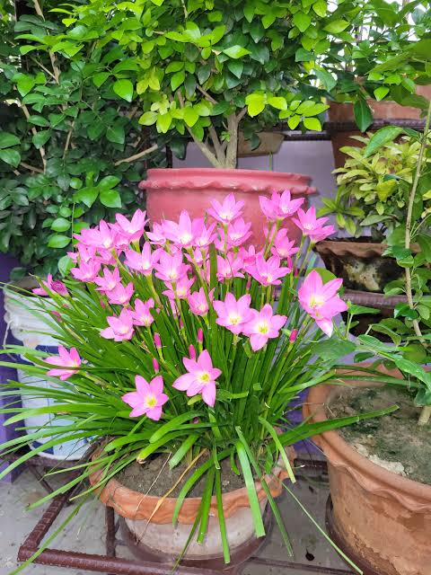 রেইন লিলি_img_1