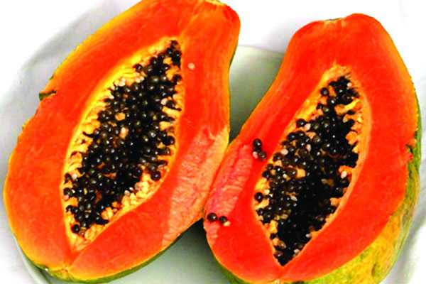 সুইট লেডি লাল পেঁপে